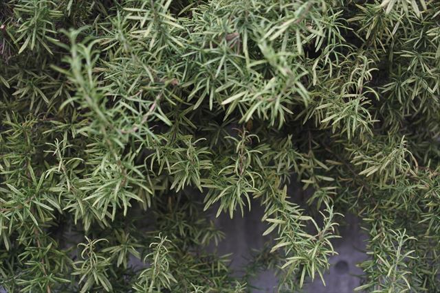 ローズマリー大好き！