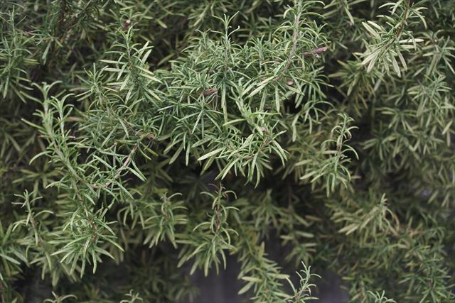 わたしの好きなローズマリー