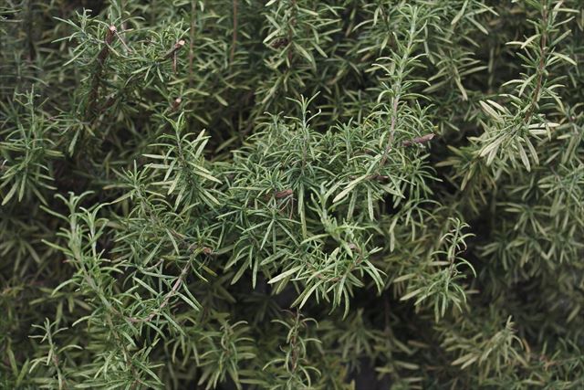 ローズマリー、料理にも重宝だよね