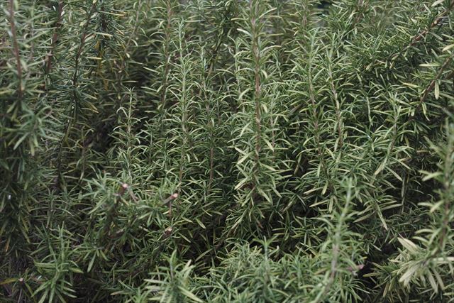 ローズマリー、いい香りです