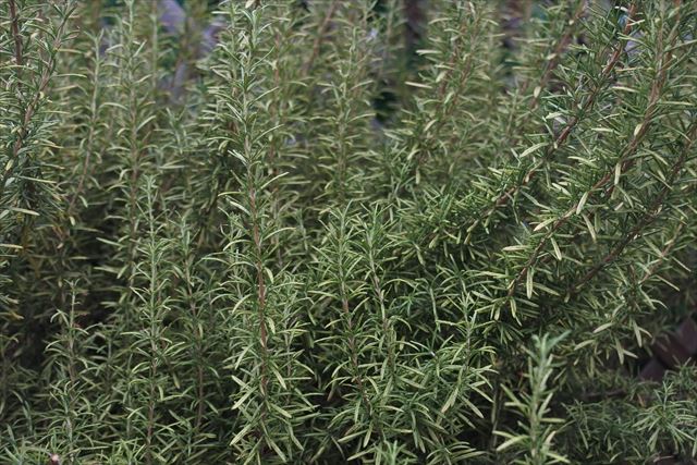 見事なローズマリー