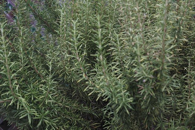 茂っているローズマリー