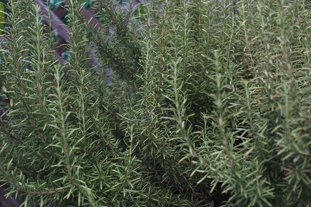ローズマリー、美しい。