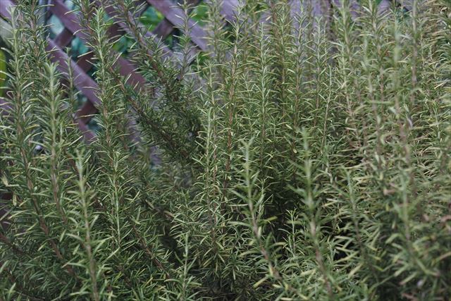 ローズマリーの写真を撮らせてもらいました