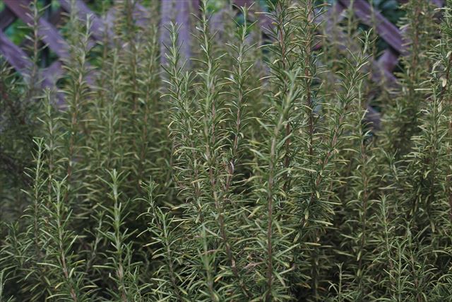 ラティスとローズマリー