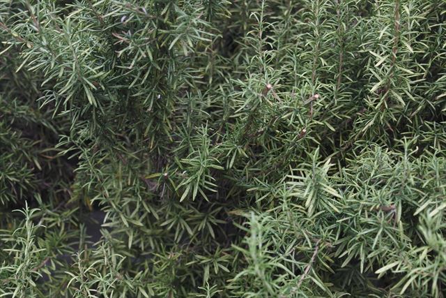 ローズマリーの茂み。