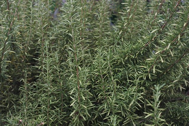 ローズマリーの香りが好き。