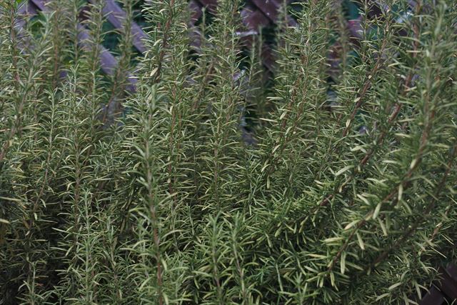 料理にも重宝するローズマリー。