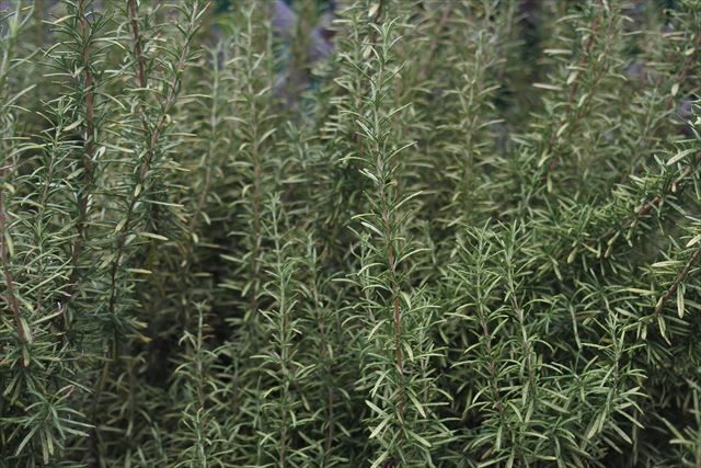 大きく育ったローズマリー。