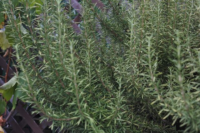 ローズマリーの生命力。