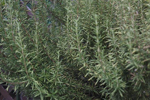 いい香りがしてきました。ローズマリーでした。