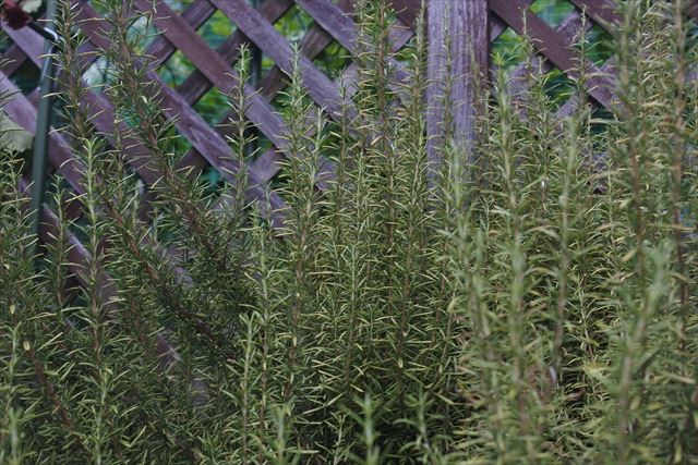 見事なローズマリーを見つけました。