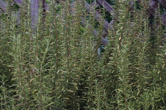 ローズマリー。大好きだな。