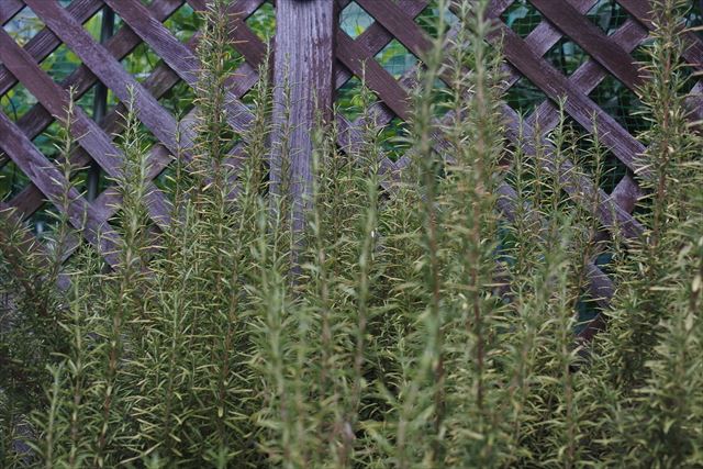 古いラティスとローズマリー。