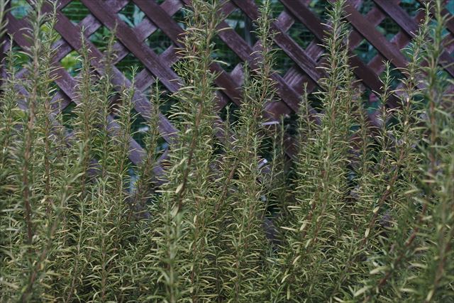 大きなローズマリーです。