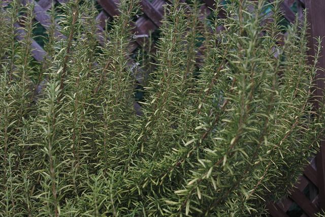 ローズマリーがきれいでした。