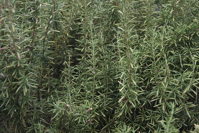 ローズマリーのいい香りがしています