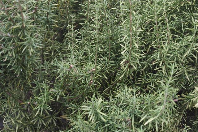 よく茂ったローズマリー