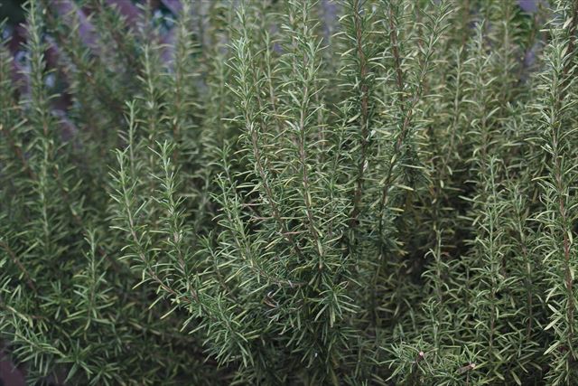 よく育ったローズマリー