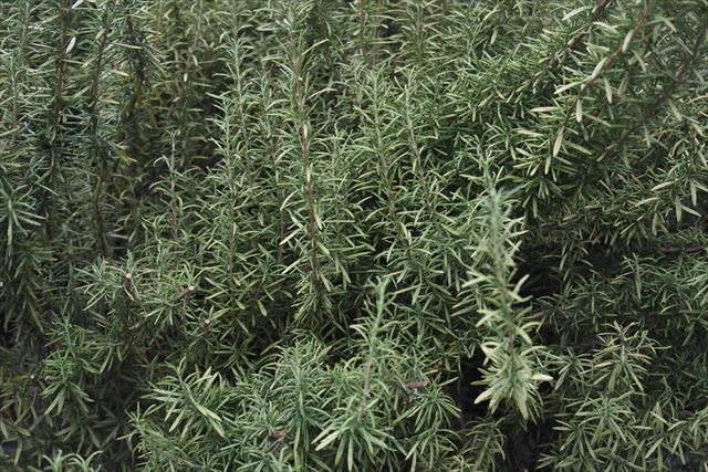 美しいローズマリー