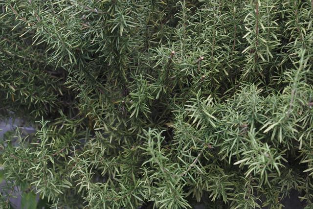 ローズマリーってお料理にも使えるよね