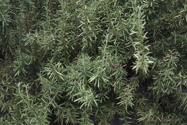 ローズマリーはいい香りです