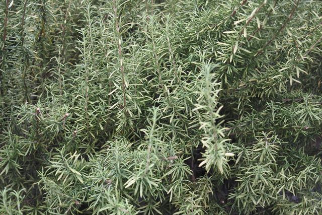 見事なローズマリー