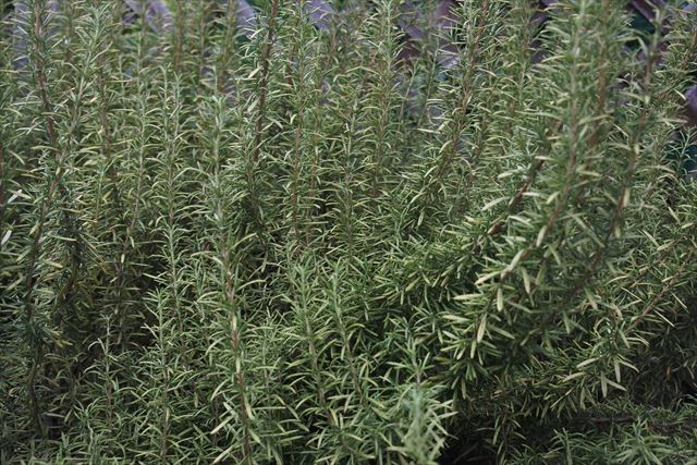 大きなローズマリー