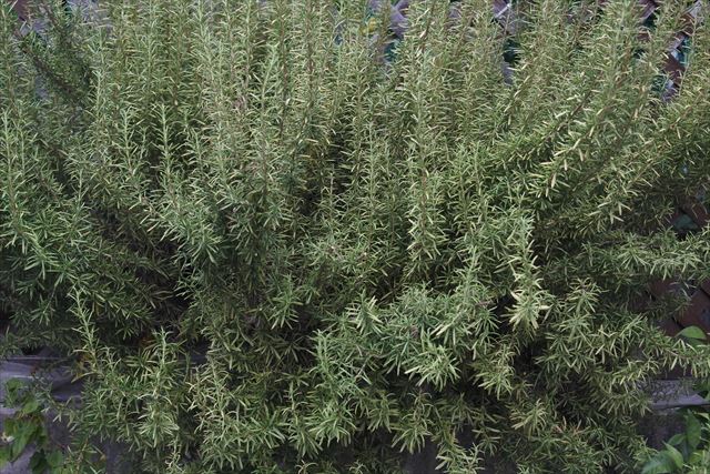 きれいなローズマリー