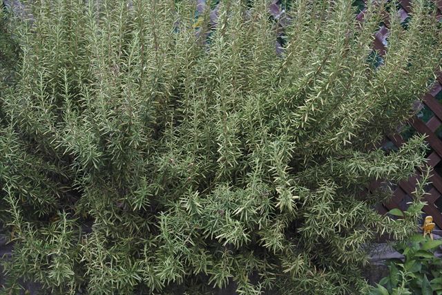 初夏です。ローズマリーです