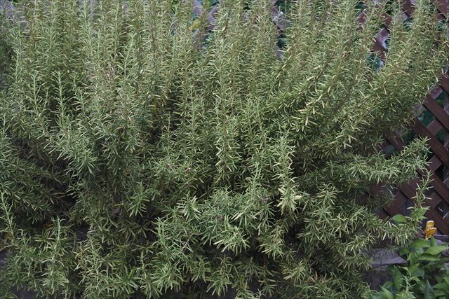 夏のローズマリー