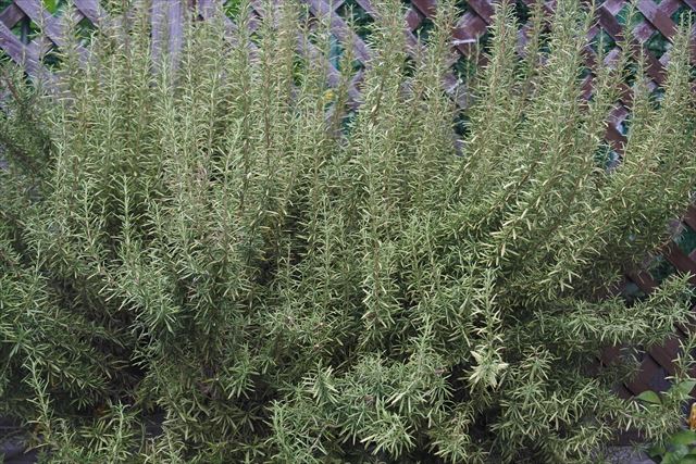 きれいなローズマリー