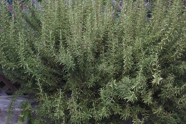 ローズマリー。とってもきれい。