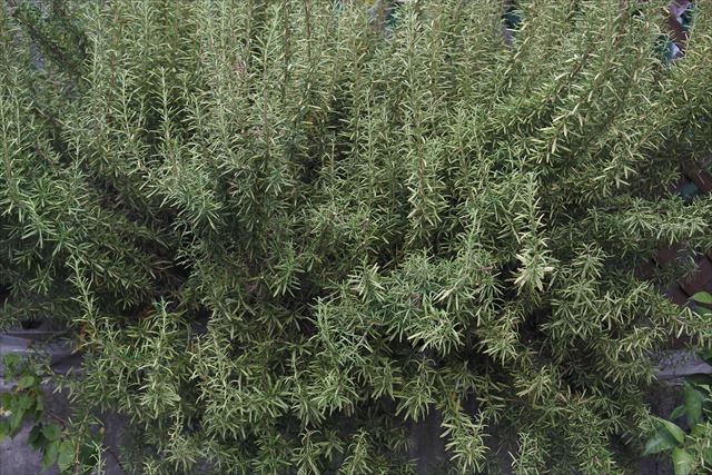 ローズマリーが茂っています