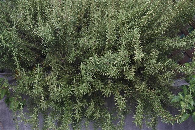 ローズマリーです