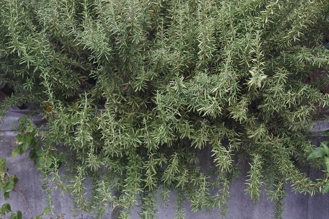 ローズマリーを写真に撮りました