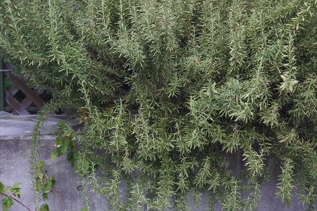 美しいローズマリー