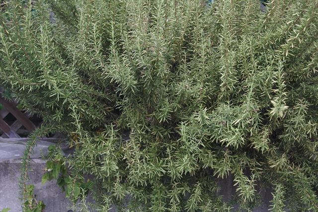 ローズマリーが見事