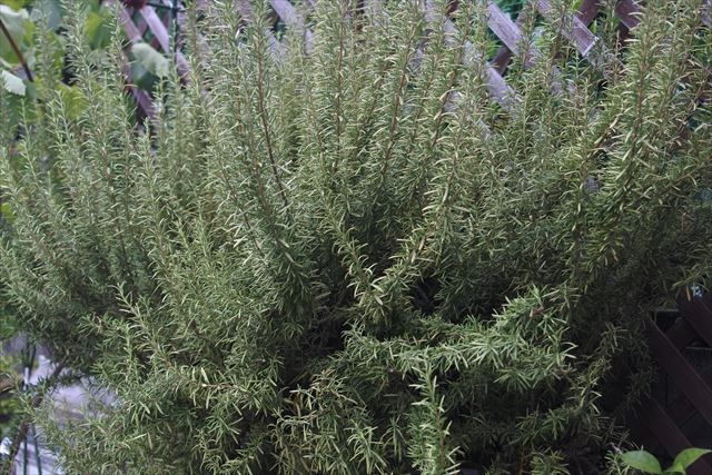 ローズマリーがきれい