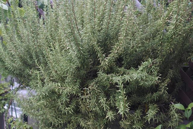 ローズマリーだと思う