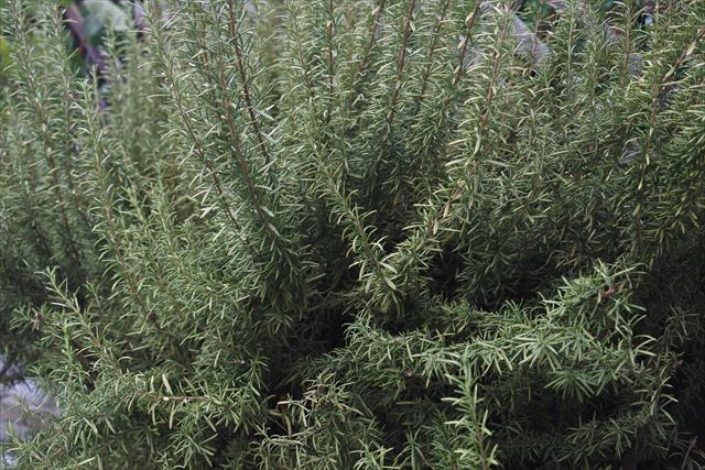 庭にローズマリーあるといいね