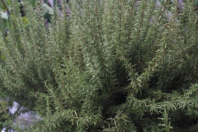 私ローズマリー好きなんだよね