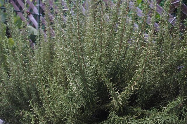 ウッドデッキとローズマリー。