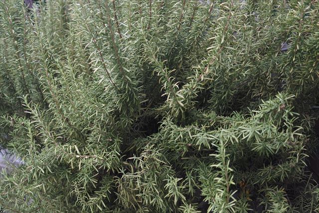 きれいなローズマリー