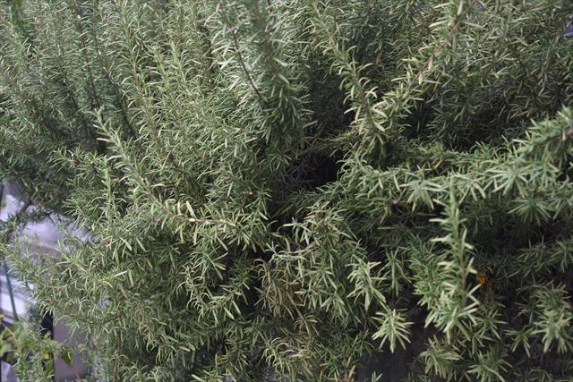 ローズマリーの大木