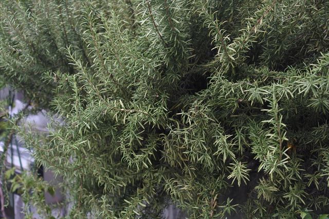 ローズマリー。きれいだなあ。