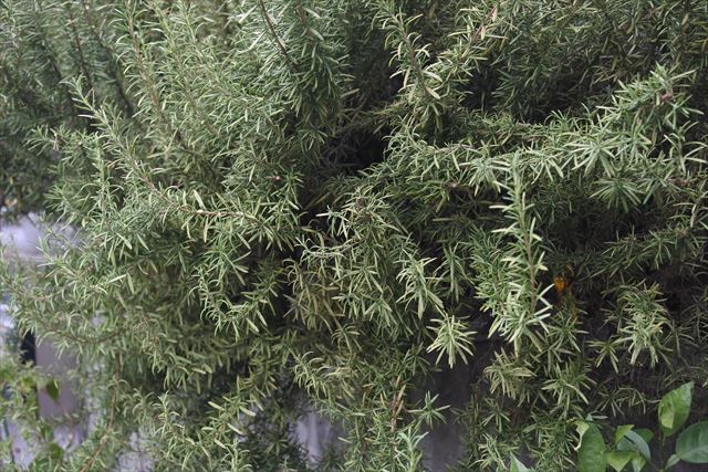 散歩で見かけたローズマリー