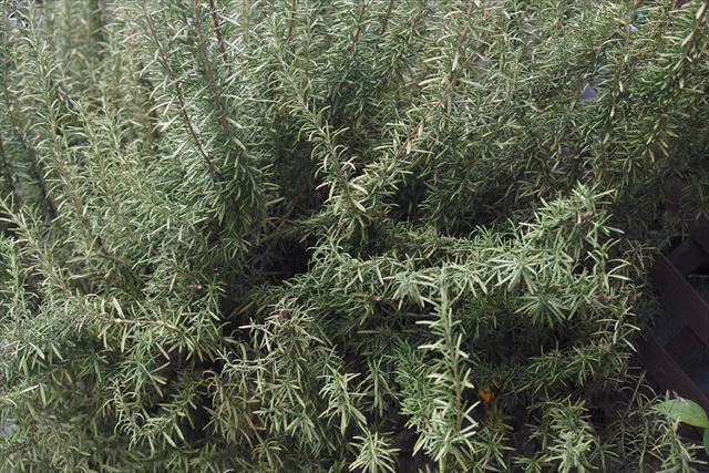 ローズマリー。１０年以上になるそうです。