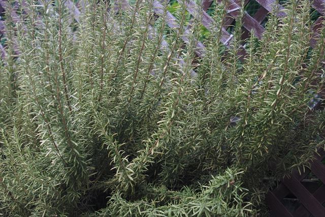 見事なローズマリー