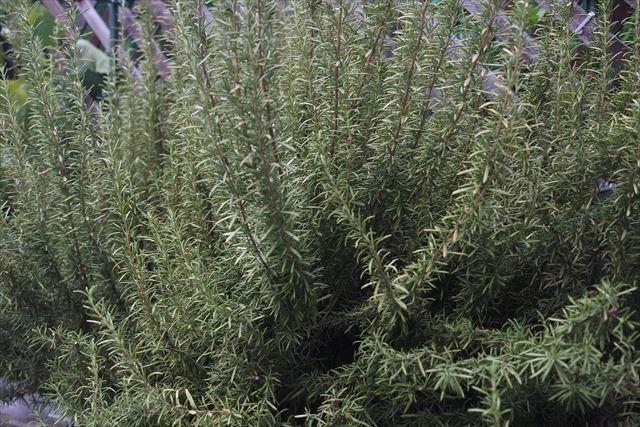 大きく育ったローズマリー